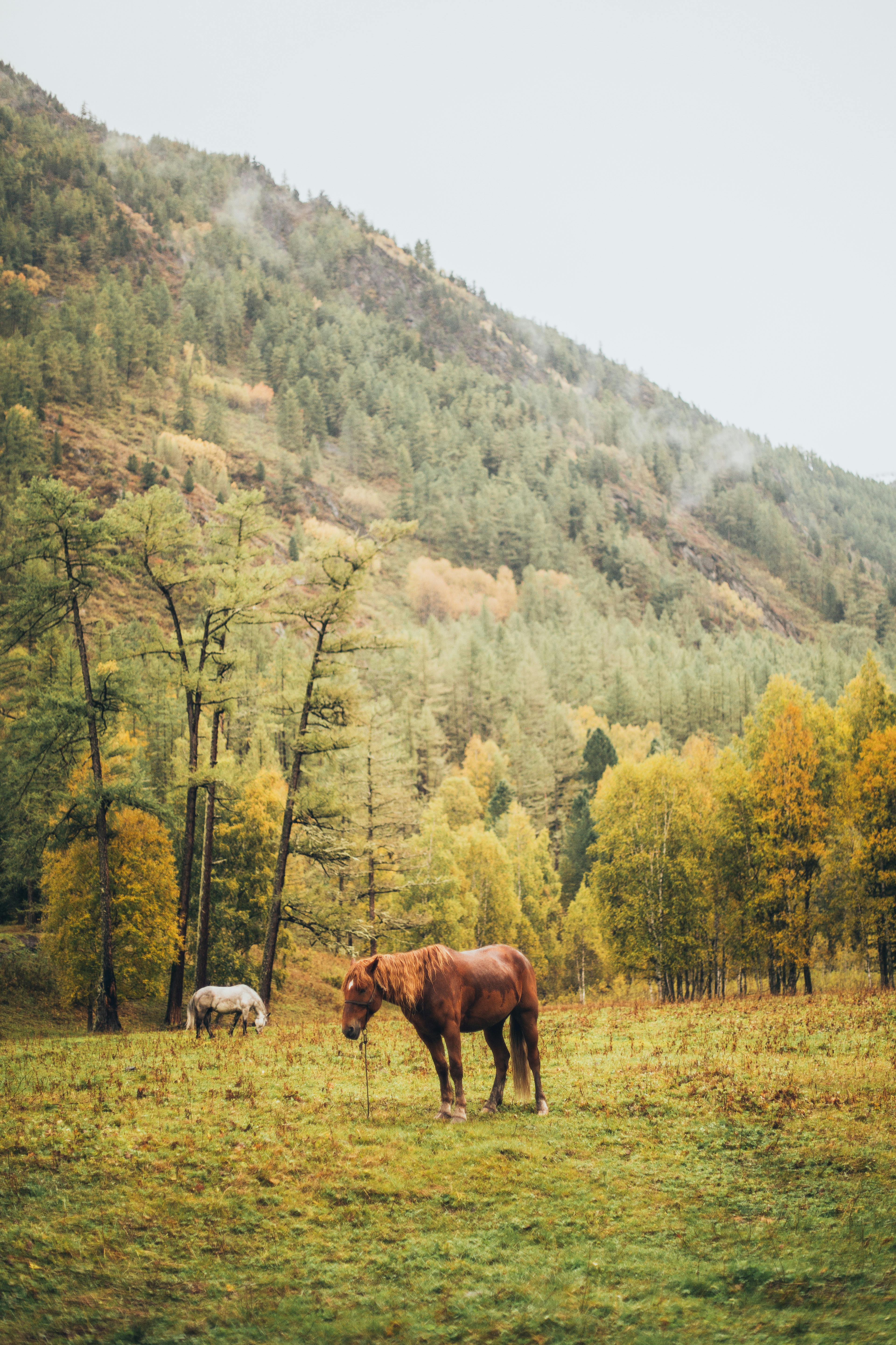 Two horses grazing in a serene, autumnal countryside with mountains and trees.
