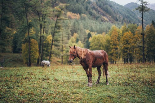 Brown Horse on Green Grass Field