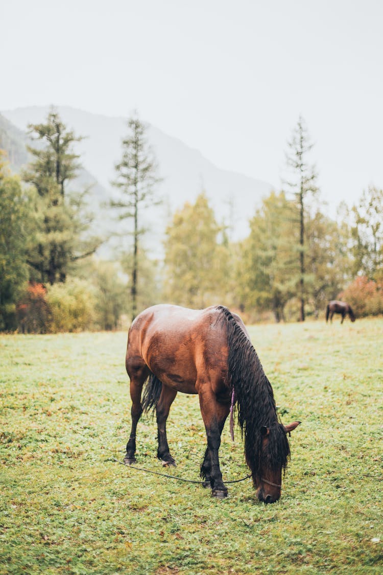 Brown Horse Eating Grass