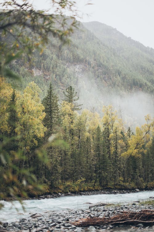 Green Trees Beside River