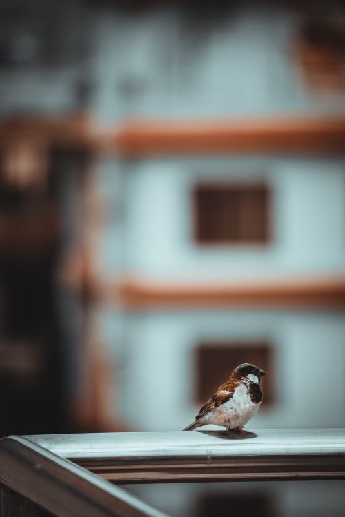 Free Close-up of a sparrow on a railing in an urban setting, captured with shallow focus. Stock Photo
