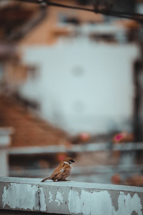 Brown Bird on Black Metal Fence