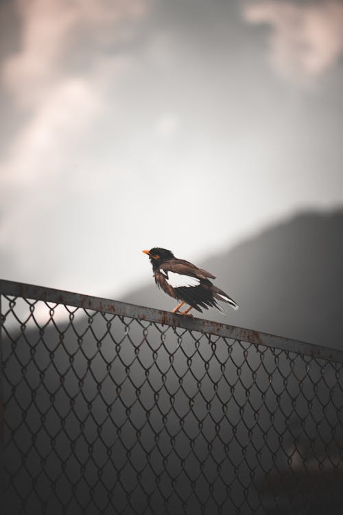 Black and Brown Bird on Gray Metal Fence