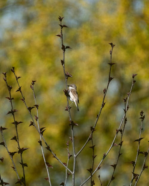 Free stock photo of bird, bird photography, birds