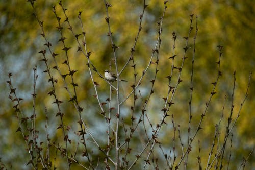 Gratis stockfoto met birdwatching, dieren in het wild, enkele vogel