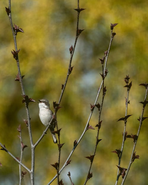 Kostnadsfri bild av enda fågel, fågel, fågelfotografering