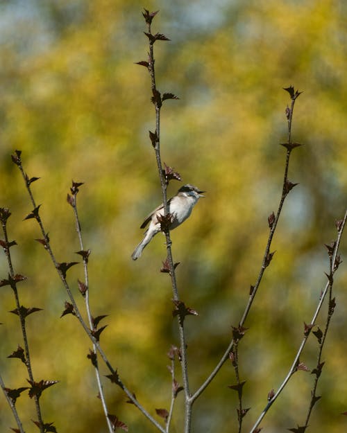 Gratis stockfoto met birdwatching, dieren in het wild, enkele vogel