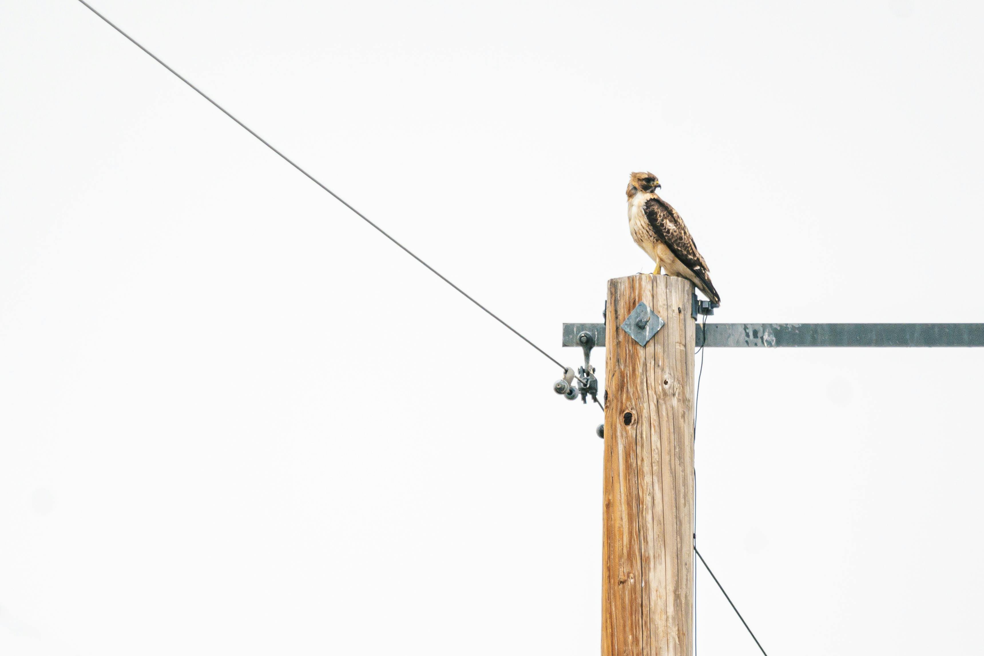 brown bird on brown wooden utility pole