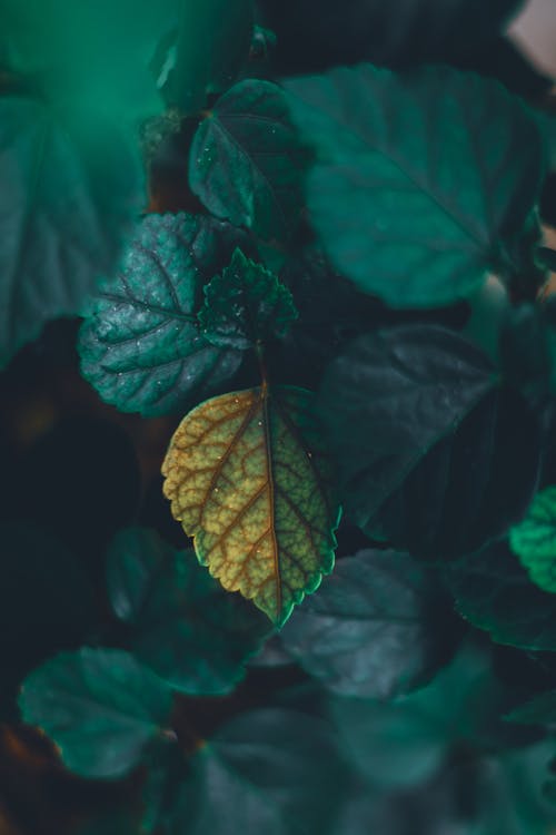 Free Photo of Green Leaves Stock Photo