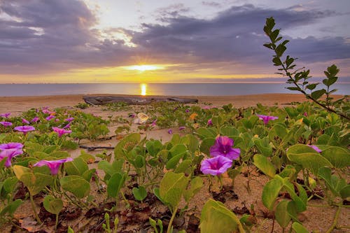 Purple Flower and Green Plant