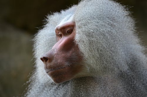 개코원숭이, 동물, 동물 머리의 무료 스톡 사진