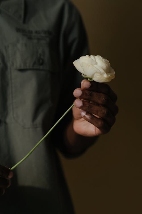 Free Person Holding White Rose Flower Stock Photo