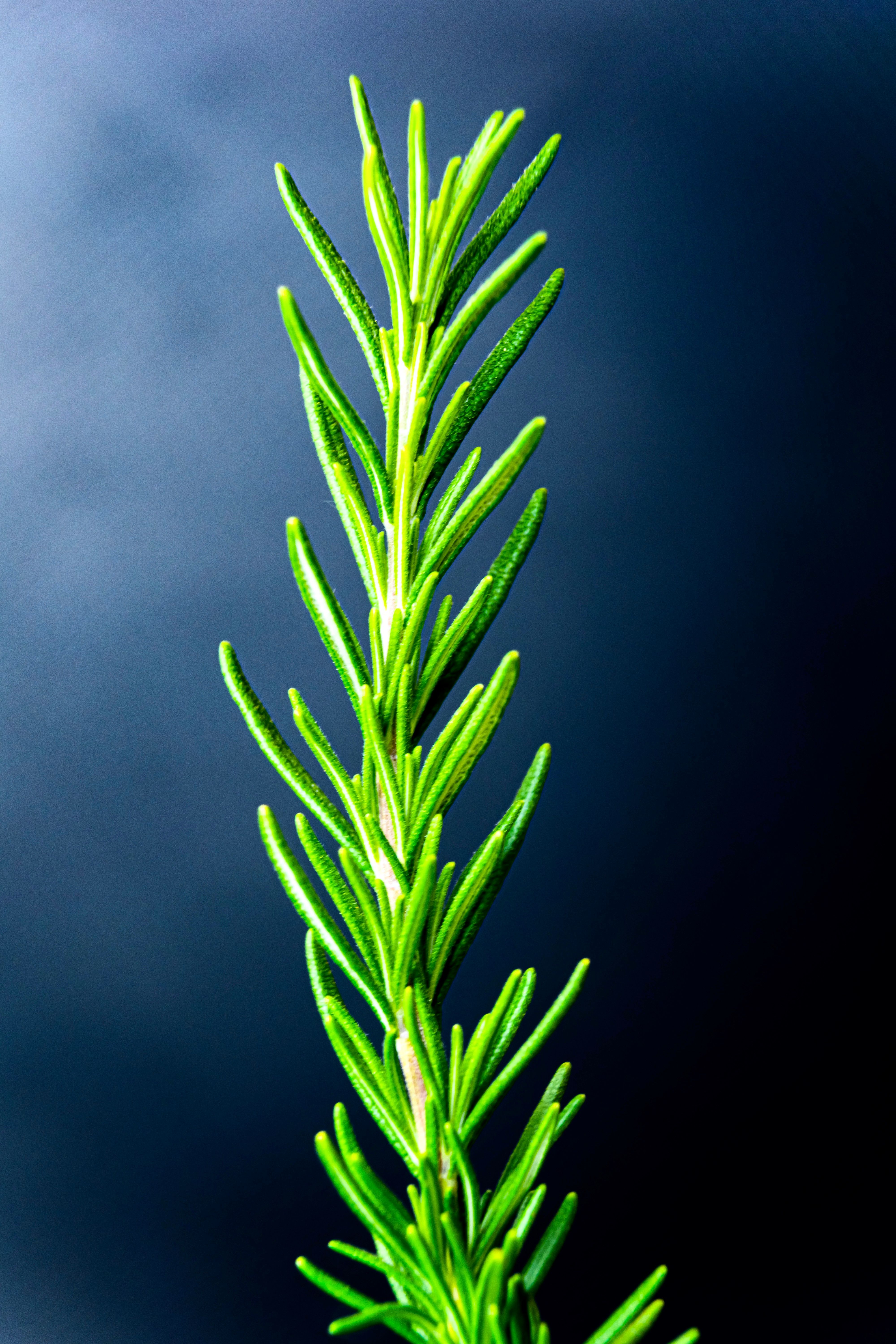 Closeup minimalist single twig of rosemary branch in bright light on simple black backdrop