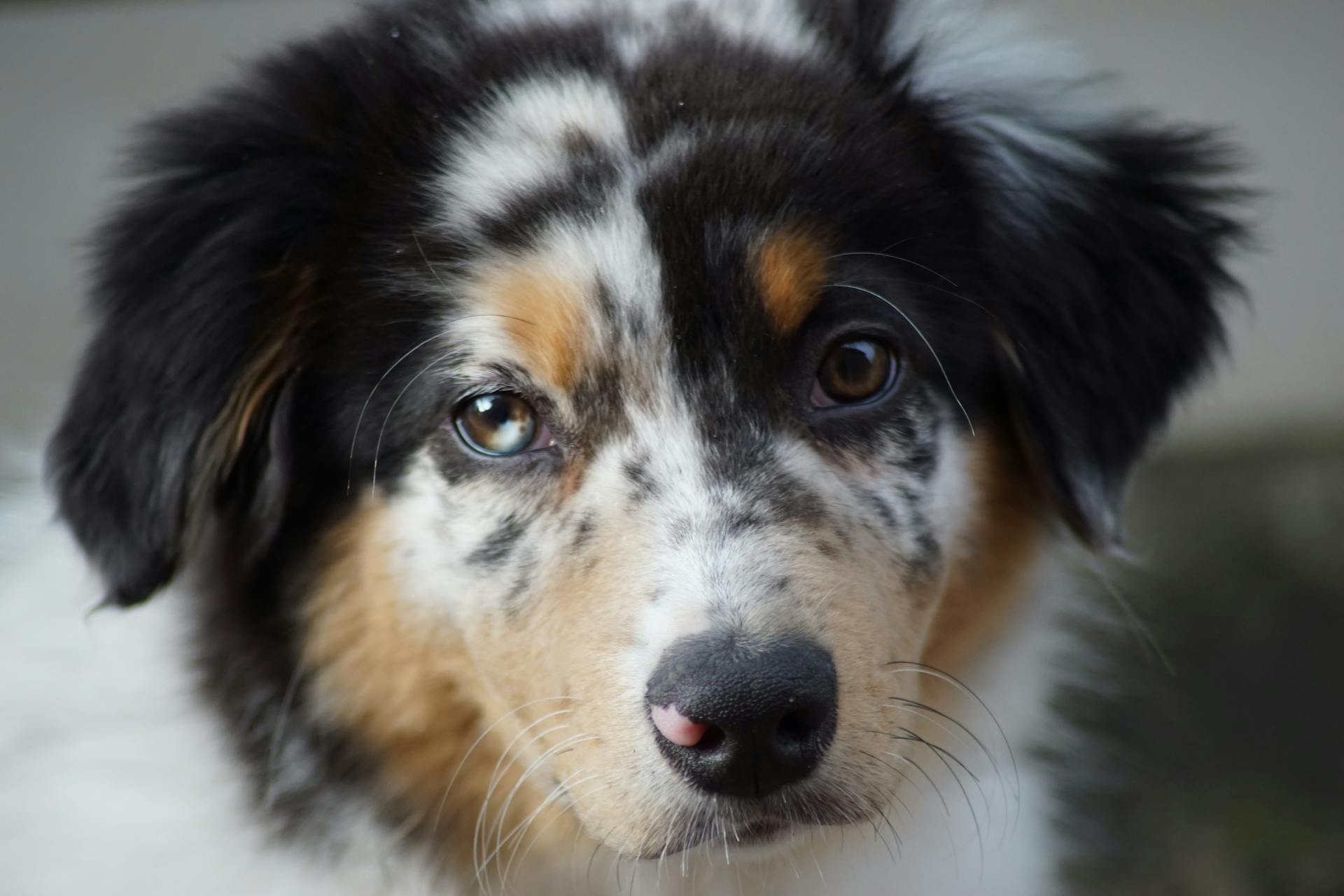 Tricolored Long Coated Dog