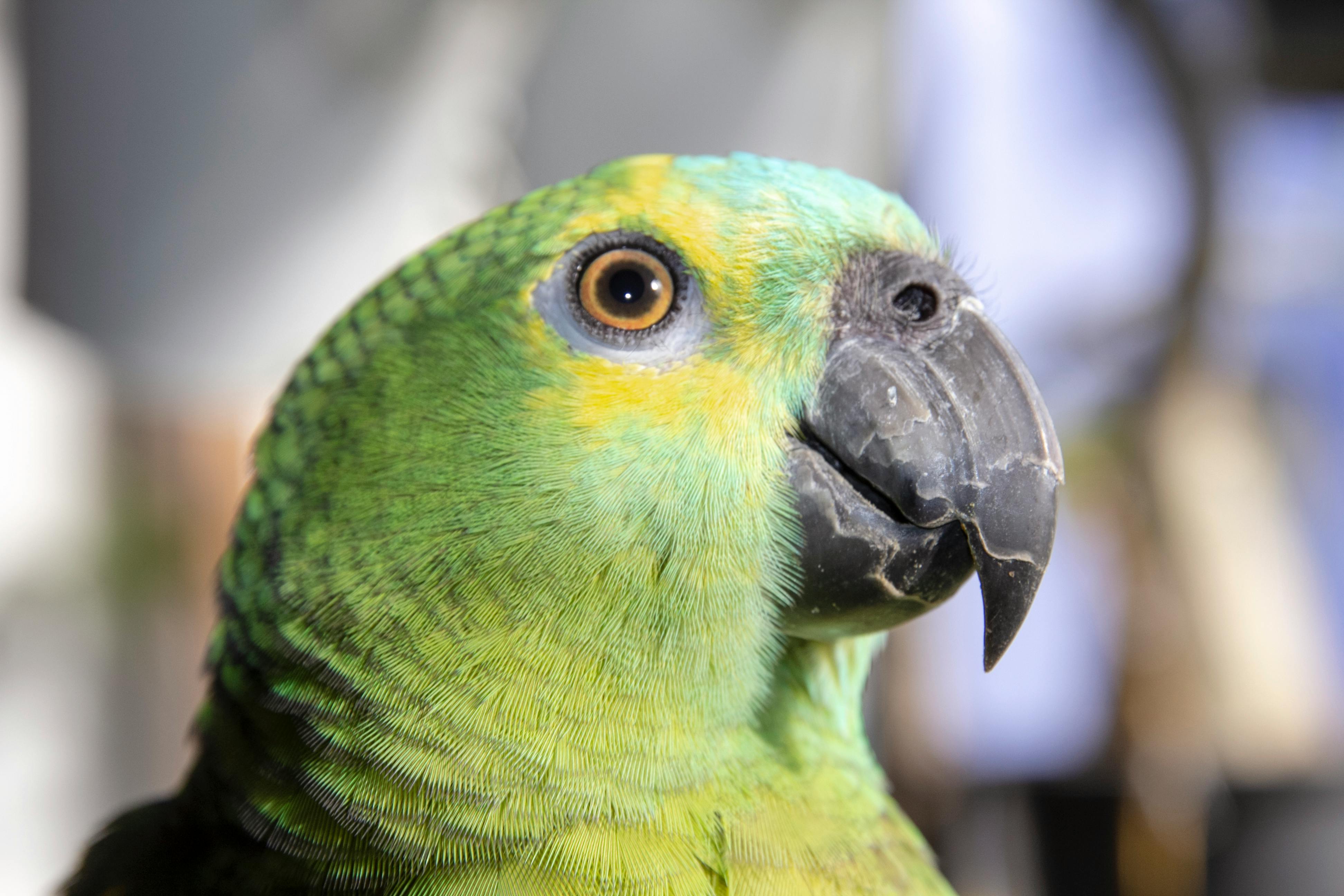 Free stock photo of amazon parrot, bird, close up focus