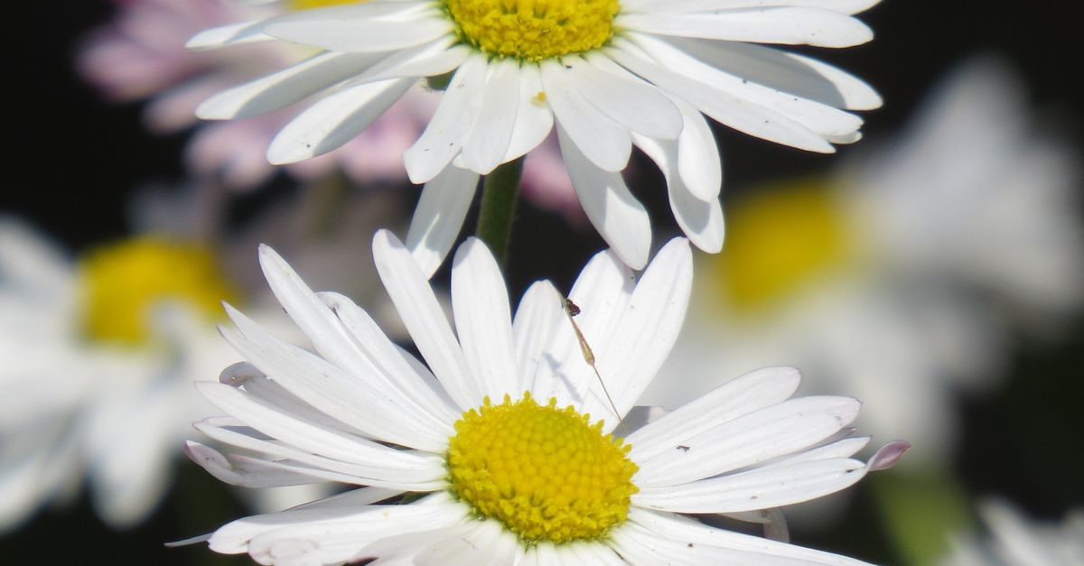 White And Yellow Daisy Flowers Free Stock Photo white-and-yellow-daisy-flowers-free-stock-photo