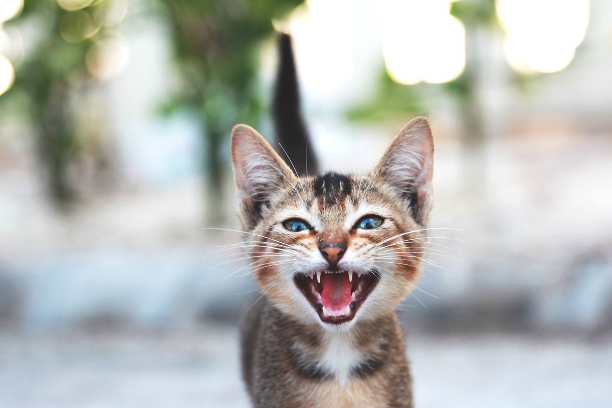 Chat qui miaule beaucoup : pourquoi et que faire - Les races de chats les plus « bavardes »