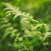 Cover of the Ridgeline Ferns field guide — Ellie Burgin on Pexels