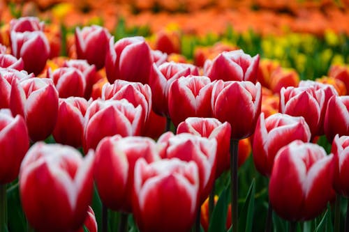 Free Red Tulips Field Stock Photo