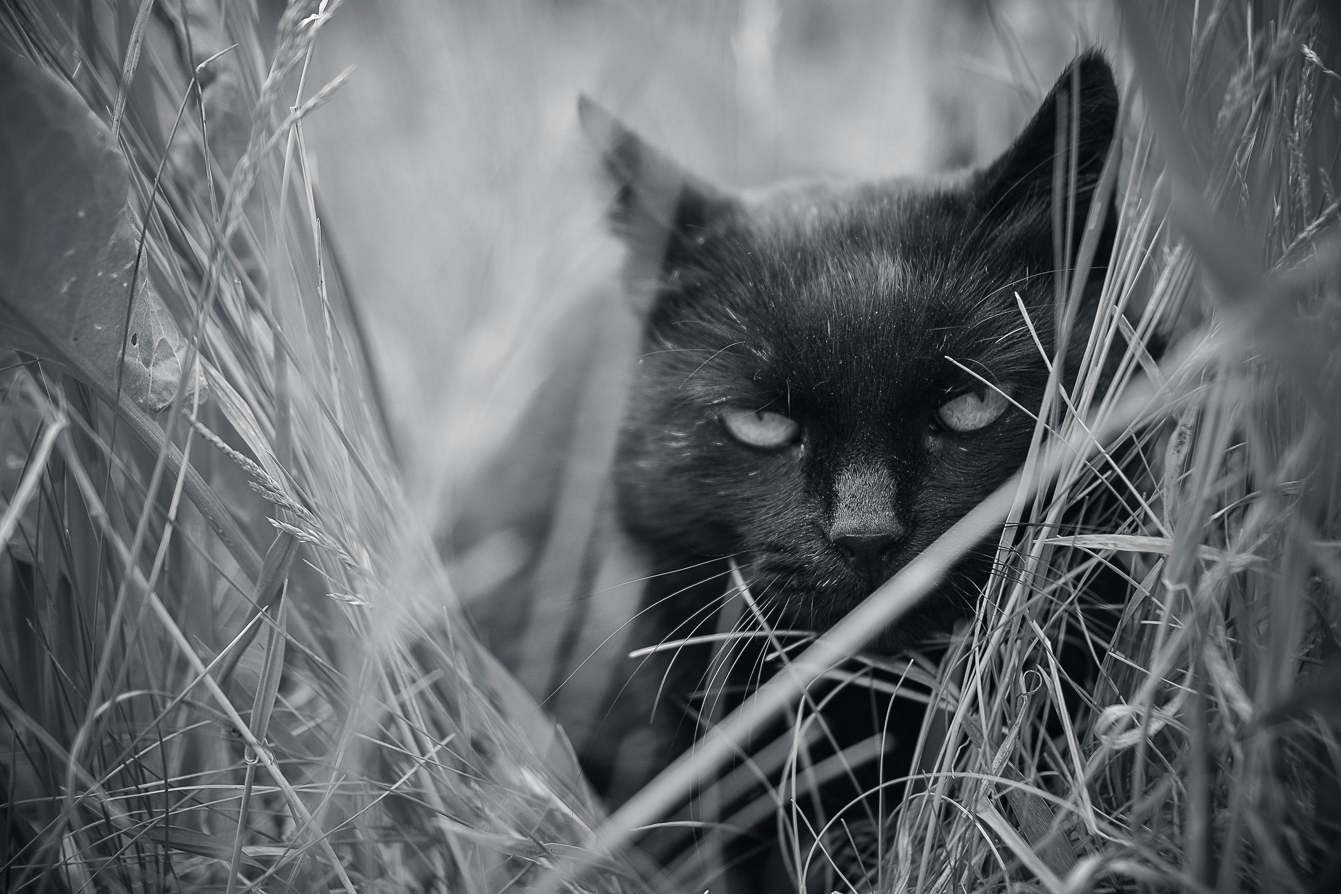 Serious black cat hiding in grass · Free Stock Photo