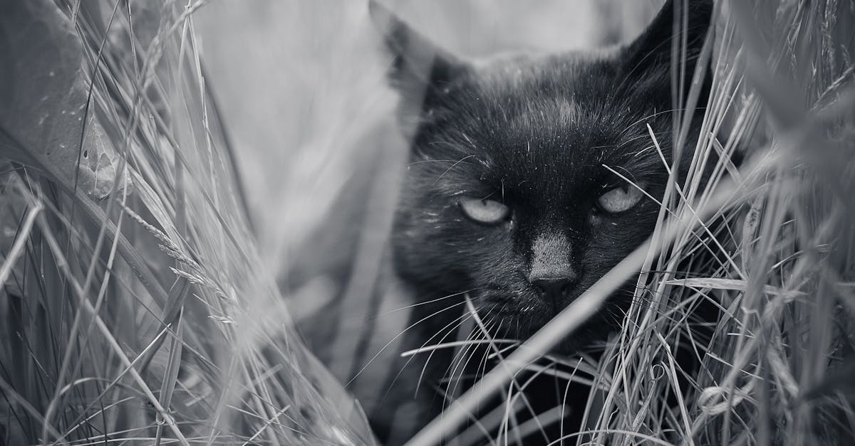 Black and white attentive dark cat sitting in tall grass looking at camera while hunting