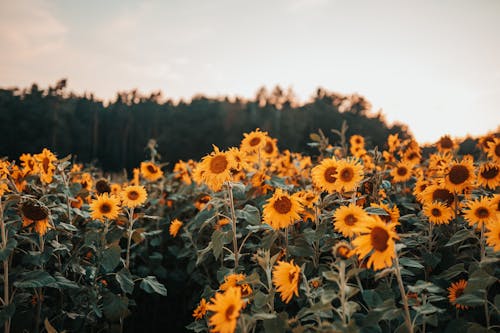 Yellow Flowers on Green Grass Field