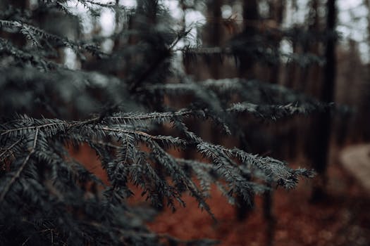 Detailed capture of an evergreen branch with blurred forest background in Germany.