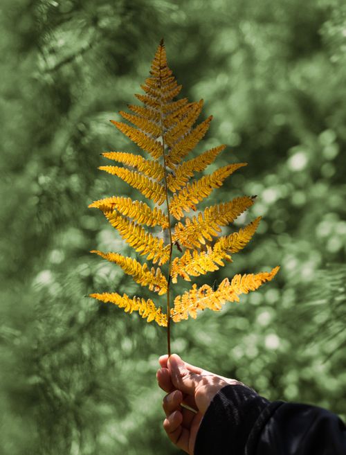 Free A hand holds a vibrant yellow fern leaf in focus against a blurred green background, capturing natural beauty. Stock Photo