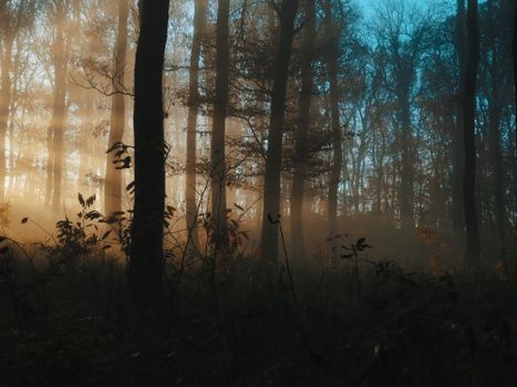 Ethereal sunrise illuminating a misty forest in Kőszeg, Hungary, creating a serene and mysterious atmosphere.