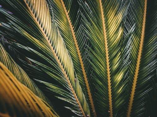 Textured background of colorful palm tree leaves with spiky edges and thin stalks in garden