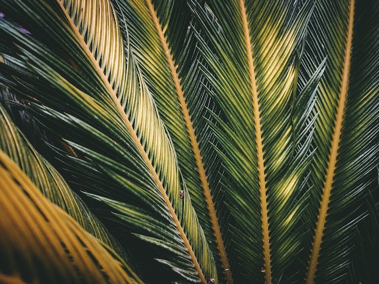 Bright Green Palm Tree Leaves In Park