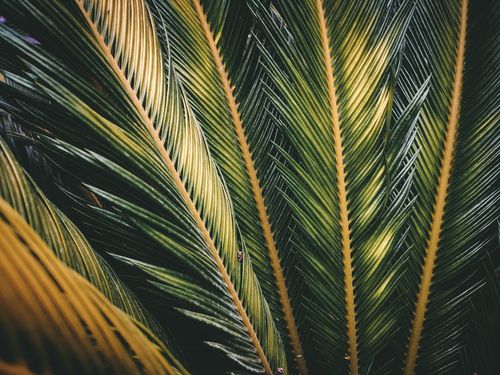 Free Textured background of colorful palm tree leaves with spiky edges and thin stalks in garden Stock Photo