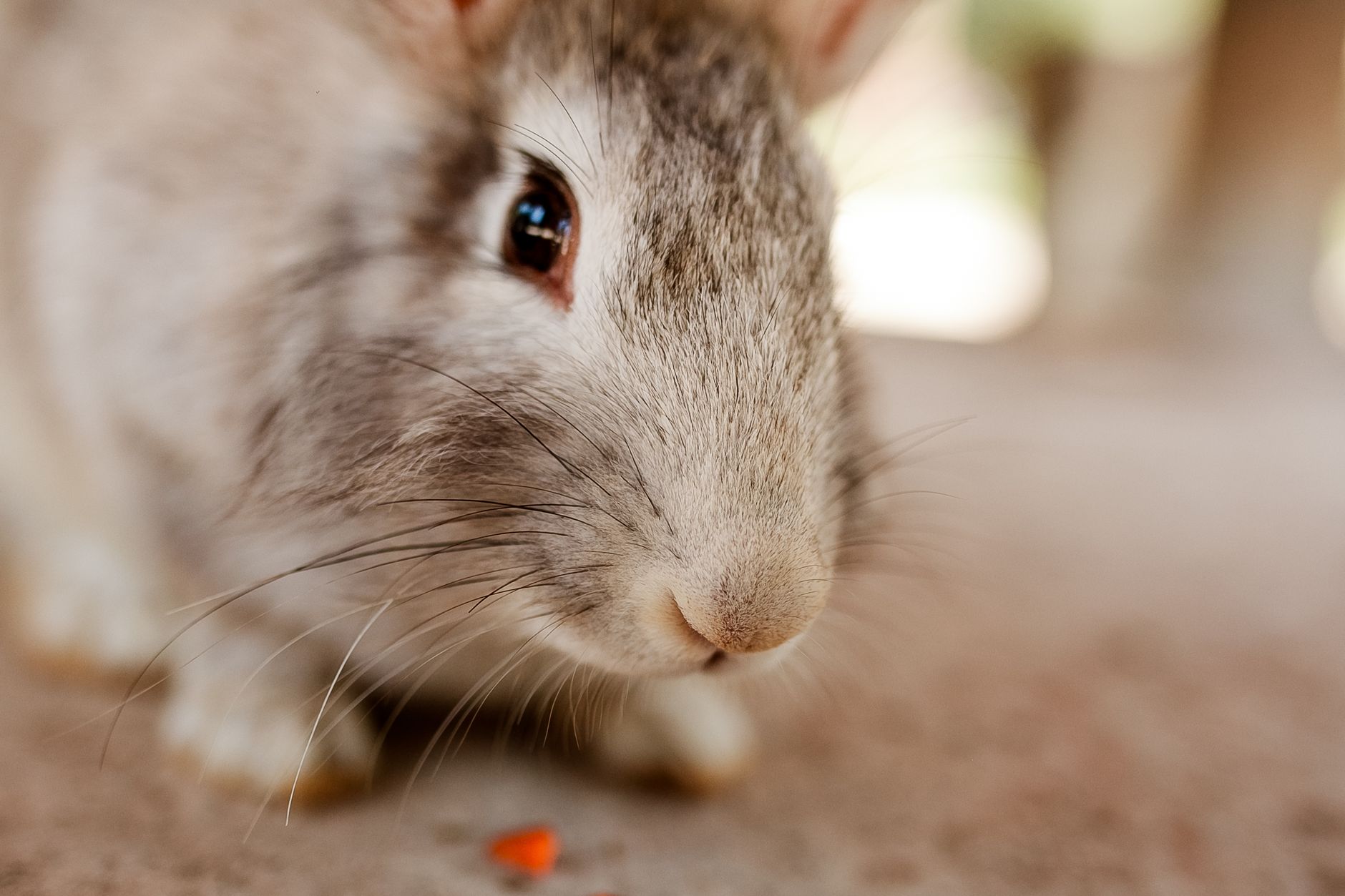 Veterinary care for a rabbit