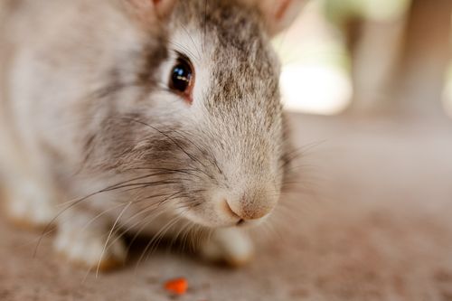 Free Close-up of a rabbit with a blurred background highlighting its whiskers and soft fur. Stock Photo