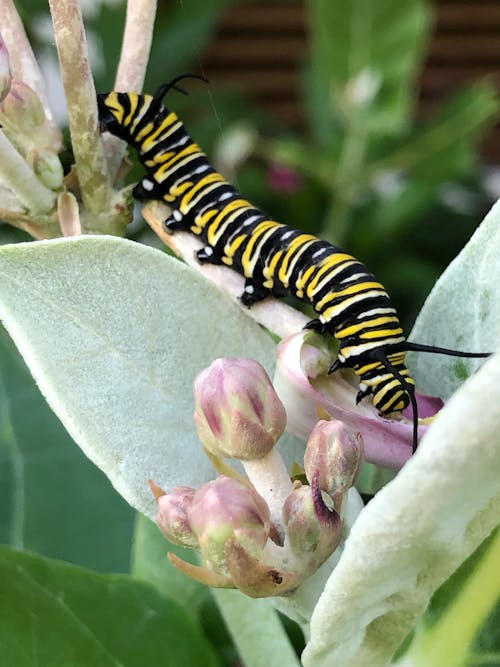 Colorful flexible caterpillar with striped abdomen and many legs feeding leaf of plant in park in daylight