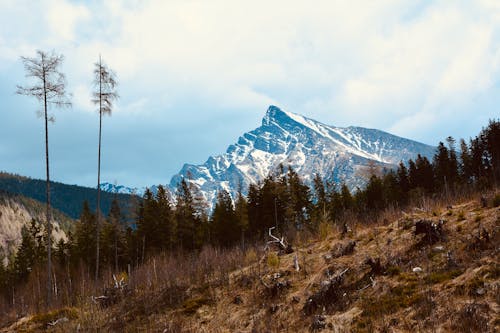 Foto d'estoc gratuïta de arbres, Fons de pantalla 4k, fons de pantalla gratuït