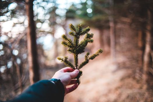 Crop unrecognizable male demonstrating small fir tree branch with prickly needles while standing on dry uneven terrain near growing trees in daytime
