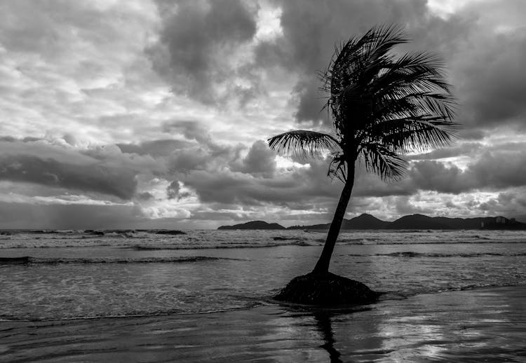 Stormy Sea With Palm Tree On Beach Under Dramatic Sky