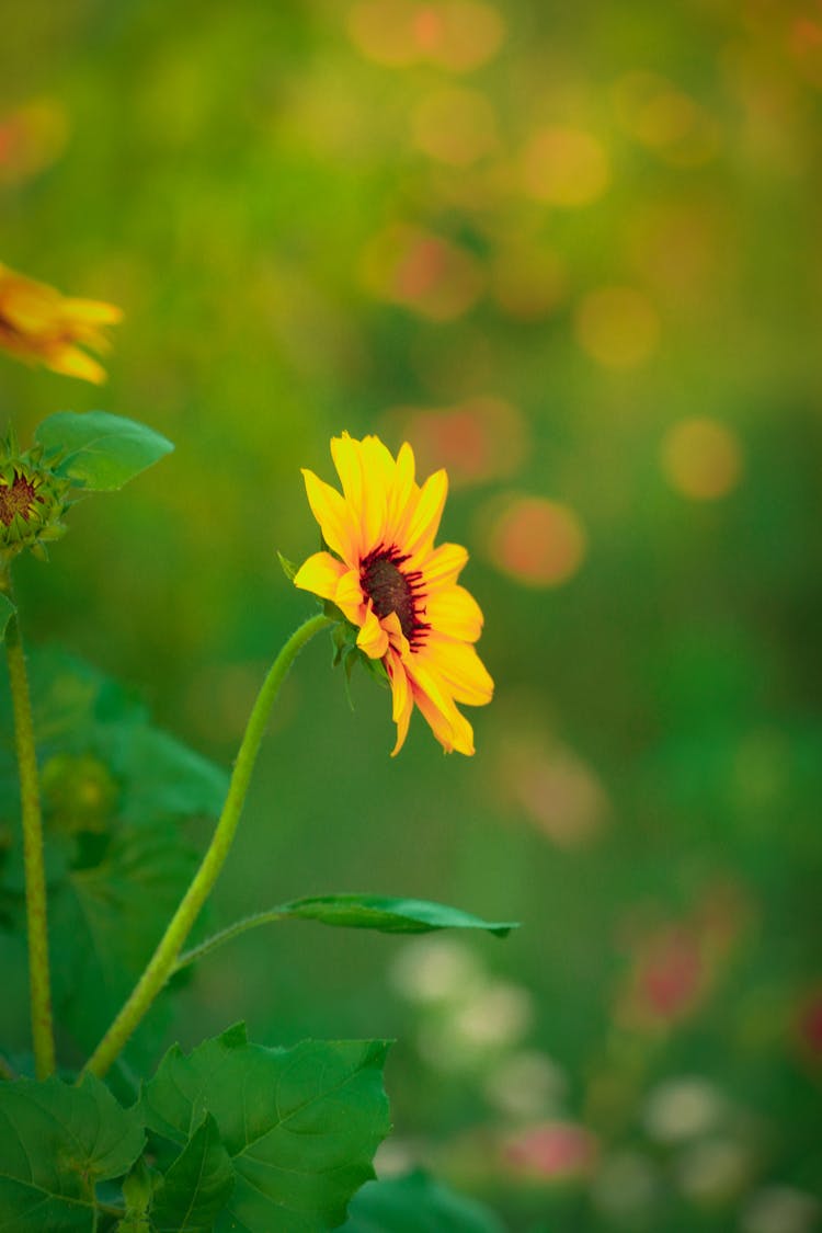 Blooming Daisy With Bright Delicate Petals On Thin Stem