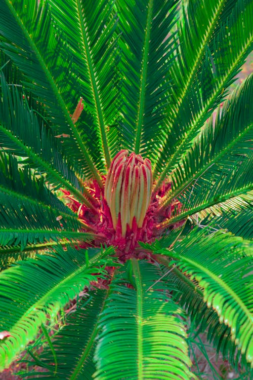 From above of colorful pink silk tree with lush green leaves and blossoming flower bud in center growing in park in summer