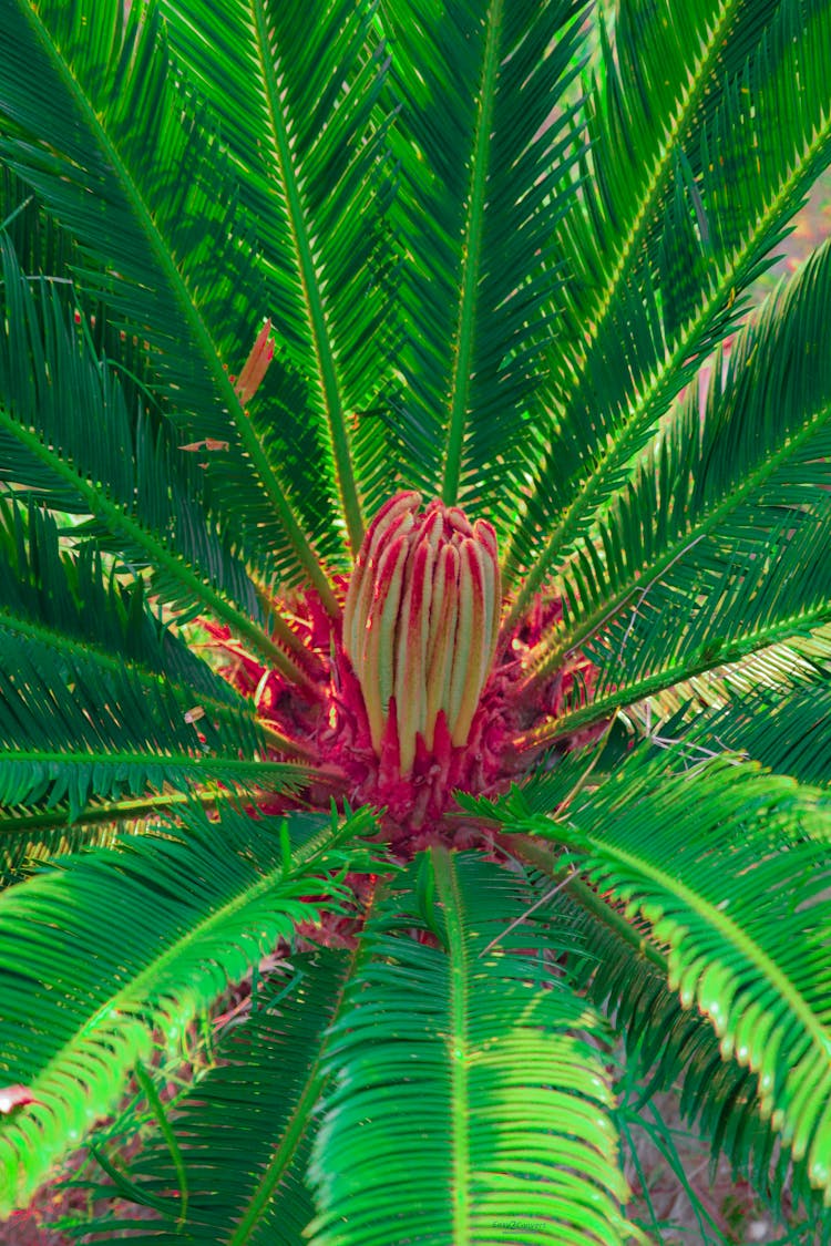 Bright Persian Silk Tree With Blooming Flower Bud In Garden