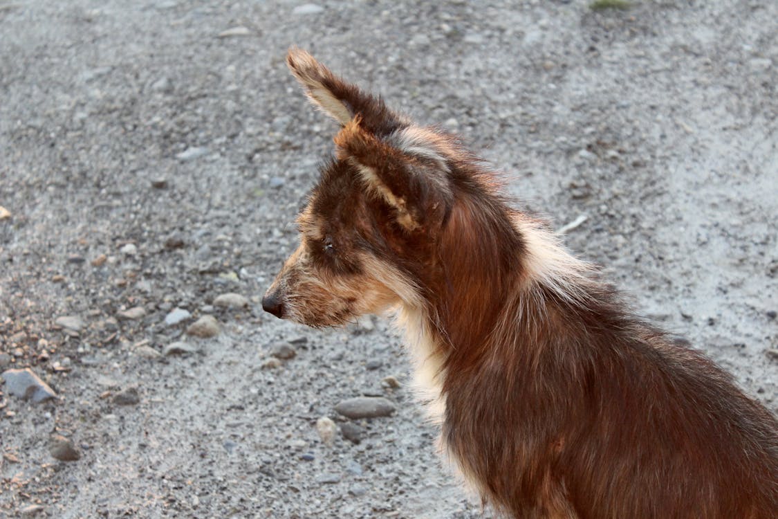 Free stock photo of adopt, adoption, animal