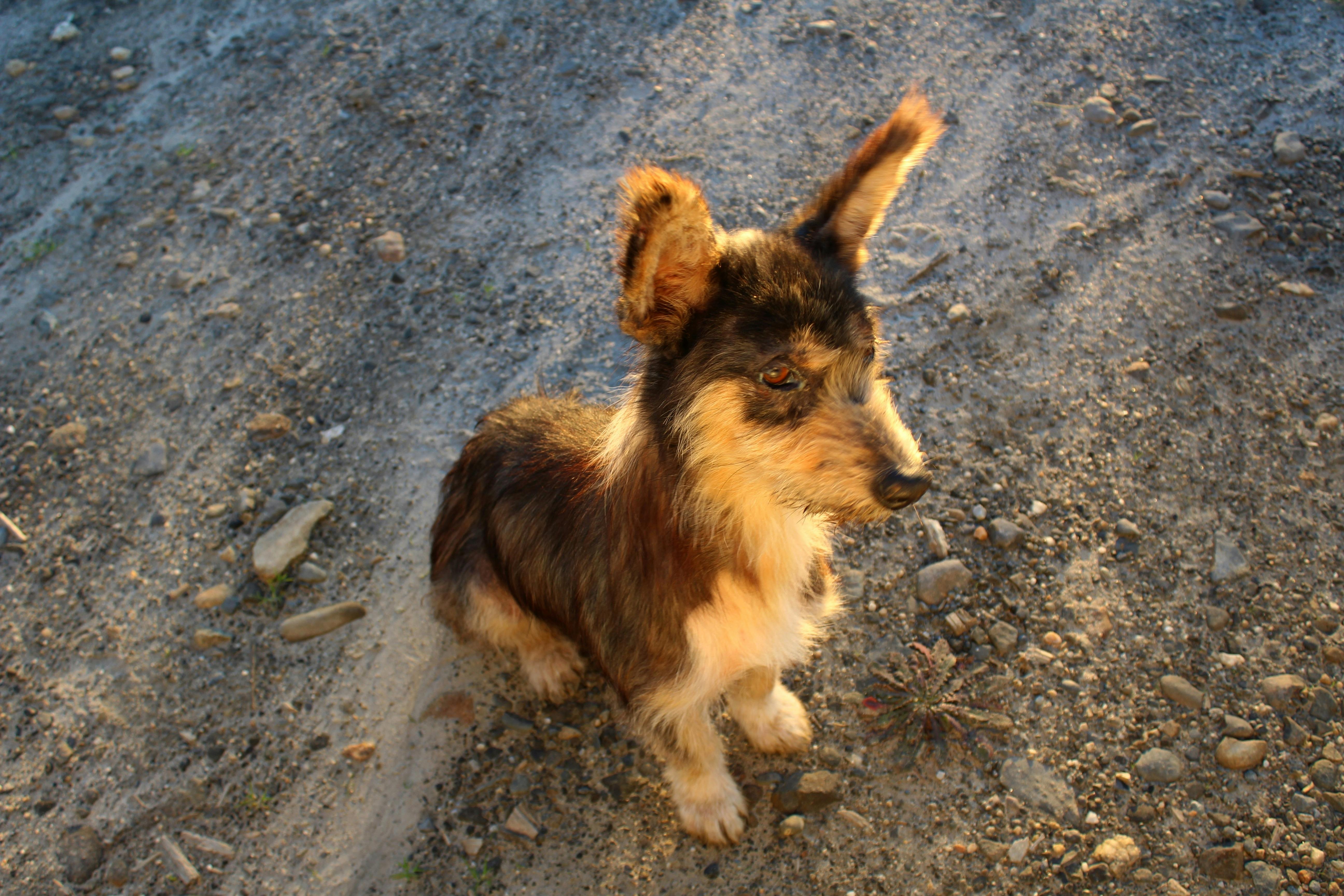 Free stock photo of adopt, adoption, animal