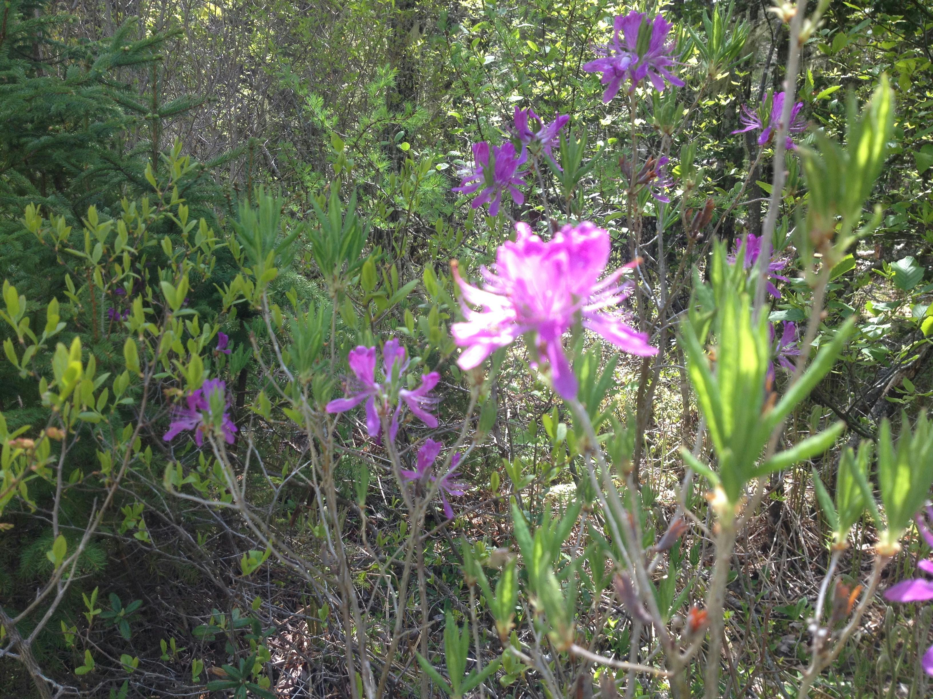 Kostenloses Foto zum Thema blumen, kanada, lila