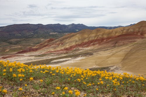 Free stock photo of painted hills