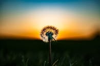 蒲公英的轮廓映衬在鲜艳的日落天空下，展现了大自然的美丽与宁静