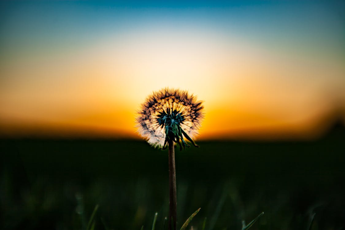 Kostnadsfri bild av blad, blomma, delikat