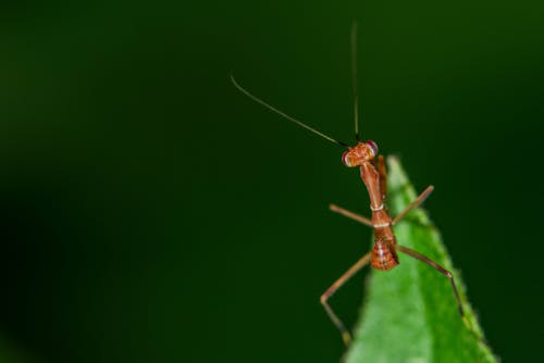 Free stock photo of insect, insect photography, insects