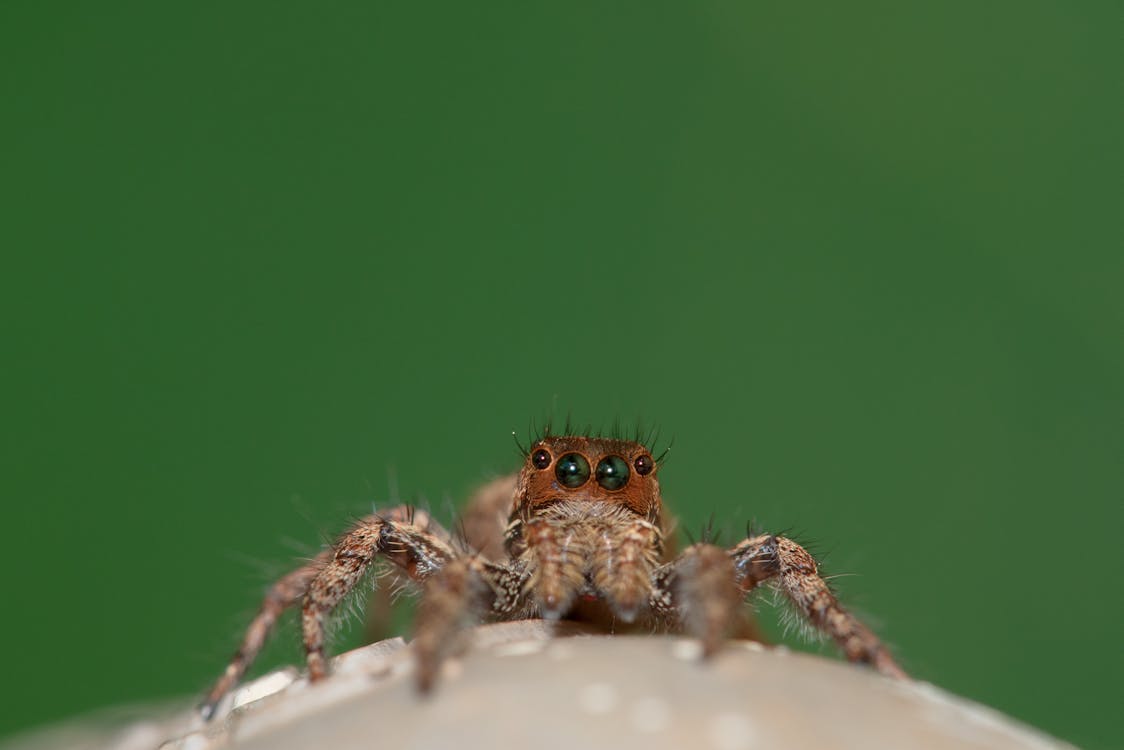 Macro Shot of a Brown Jumping Spider