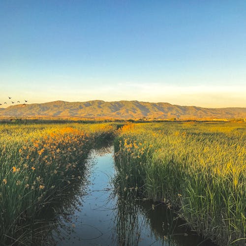 Free stock photo of alviso, marsh, nature